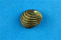 藏品(黑肋蜑螺)的圖片